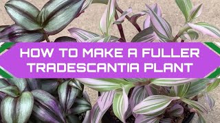 How to get a fuller Tradescantia Plant  Propagation  Zebrina amp Nanouk [upl. by Sehcaep]