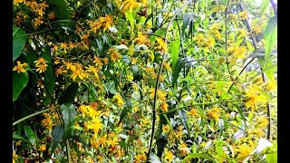 Calea Pinnatifida  Jasmim do Mato com Lindas flores Amarelas com Fragrância de Mel [upl. by Hoeg]