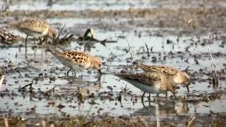 Bécasseau minutes vs Bécasseau de Temminck Little Stint vs Temminck’s Stint escardines mai 2024 [upl. by Adnarrim]