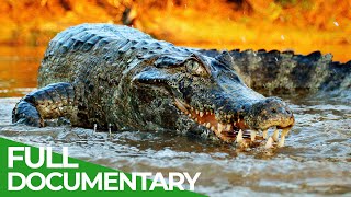 Wildlife  Episode 2 Crocodiles Alligators Caimans amp Gharials  Free Documentary Nature [upl. by Renner702]