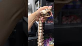 3D printer rattlesnake 🐍 3dprinted 3dprinting rattlesnakes [upl. by Erde]