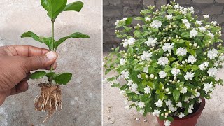 How To Grow Mogra Jasmine Plant From Cuttings  Mogra  Jasmine [upl. by Zia]