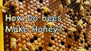 How do BEES make HONEY [upl. by Assirahs950]