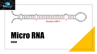 MicroRNA miRNA [upl. by Matronna]