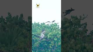 Caching fish in sky naturalbeauty birds wildlife animals shots shorts reels [upl. by Richie]