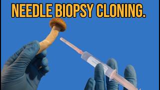 Cloning Mushrooms Using The Needle Biopsy Technique [upl. by Glassman205]