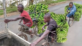 Risky But Genius Way They Transport Bananas in Africa [upl. by Airat]