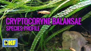 Cryptocoryne Balansae species profile [upl. by Ytsud592]