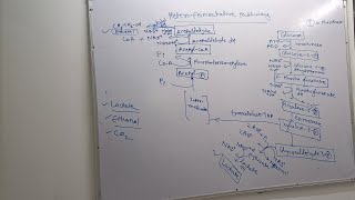 heterofermentative pathway [upl. by Eelrihs]