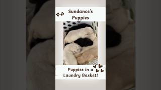 Newborn Baby Puppies Yellow WhiteCream and Black labpuppies newbornpuppies [upl. by Idnak]