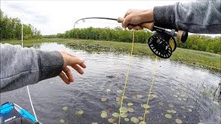 Bowfin on the FLY Fishing Close Quarters [upl. by Nyleahcim]