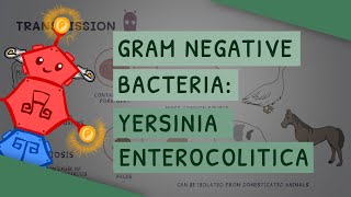 Gram Negative Bacteria Yersinia enterocolitica [upl. by Etnahs469]