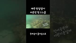 물공포 이겨내기 브이로그 vlog 여행 travel trip 제주도 제주한달살이 한달살이 월정리 행원 스노클링 백수 백수브이로그 30대백수 surfup [upl. by Rexer902]