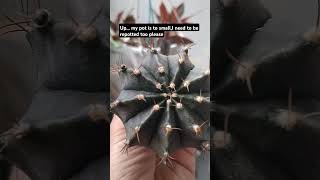 gymnocalycium cuctusandsucculentssucculentvarieties houseplants videoshorts videoviral [upl. by Uohk22]