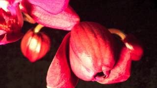 Orchid Time Lapse  Time Lapse of an Phalaenopsis Orchid Flowering [upl. by Kahlil740]