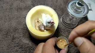 Hand Feeding Yellow Back Gouldian amp Fawn Social Finch Baby [upl. by Anivlek]