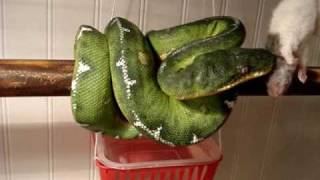 Amazon Basin Emerald Tree Boa eats and then goes to hide out MERCUTIO [upl. by Vincents640]