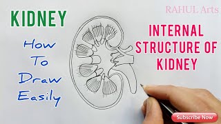 How to Draw Kidney  Internal structure of Kidney [upl. by Libna]