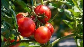 Benefits of Copper Oxychloride Fungicide in tomato and all plants and which diseases does it control [upl. by Noelopan]