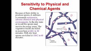Bacillus anthracis [upl. by Fairfax]