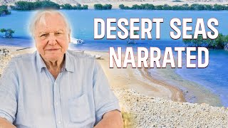 Desert Seas Narrated by David Attenborough  National Geographic Documentary [upl. by Eiuqnom]