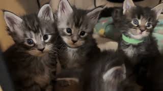 Silver Tabby Maine Coon kittens  Kasias Baby Kittens 4 week old   Lots of Tabbies [upl. by Etnahc]