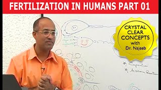 Fertilization in Humans  Conception  Embryology  18 [upl. by Nnylsaj]