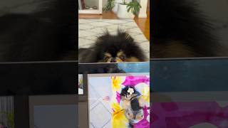 Reality of having a dog 😂 pomeranian dog [upl. by Lanita887]