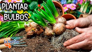 Bulbos De Primavera  Como Y Cuando Plantar En El Jardín O Maceta  La Huertina De Toni [upl. by Ramirolg]