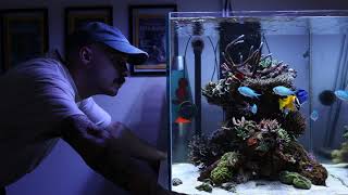 Custom peninsula coral reef aquarium an introduction [upl. by Janel]