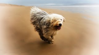 Old English Sheepdog Puppies Playtime A Bundle of Fluff and Fun [upl. by Horten801]