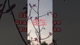 Silk floss grafted tree Buddha treeforyou MNLLandscape shorts viral tree MrBeast [upl. by On]