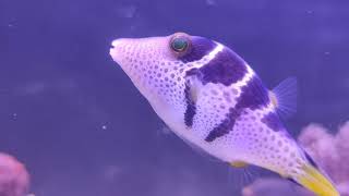 Uma vídeo sobre os Baiacús do gênero canthigaster baiacus de bico  Potencialmente reef safe [upl. by Veronica129]