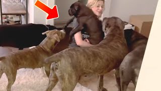 CANE CORSO Pack REACTS to New PUPPY How I introduced my CANE CORSO puppy to the Pack [upl. by Ebbie]