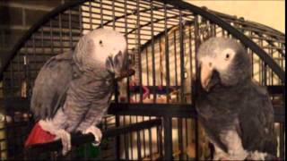 Two Peas In A Pod Our Congo and Timneh African Grey Parrots [upl. by Nerad]