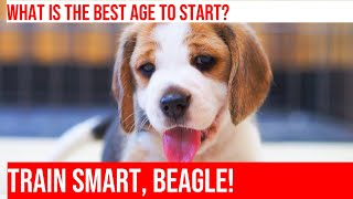 Beagle Puppy Training Establish Good Habits Early with Essential Commands [upl. by Naux]