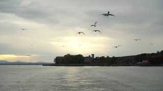 Gabbiani in volo sul Trasimeno al tramonto [upl. by Hanavas940]