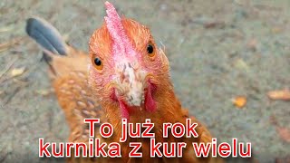 To już rok 🥳 kurnika z kur wielu kury kogut jajko wieś [upl. by Alford]