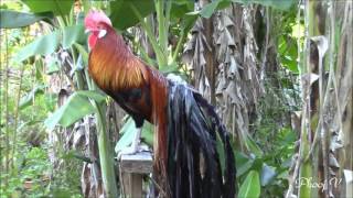 Crowing Black Breast Red Phoenix Rooster  6222016 [upl. by Waneta]