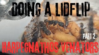 Doing a lidflip for our Harpegnathos Venator part 2 [upl. by Iline]