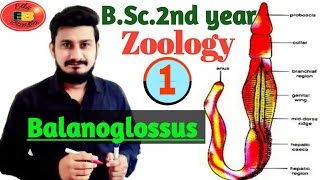 Balanoglossus General character and Classification of Balanoglossus  BSc2nd year Zoology [upl. by Philps]