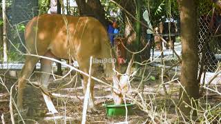 POFU  ELAND  WANYAMA PORI Sabasaba 2022 4K UHD Video Tanzania [upl. by Kcorb]