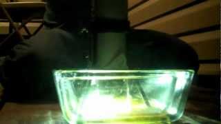 How to Make BHO Part 1 Extraction [upl. by Amalita327]