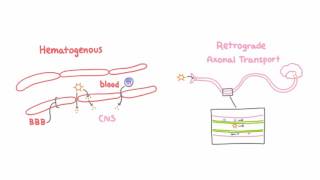 Introduction to Viral Meningitis Encephalitis and Meningoencephalitis [upl. by Woodley]