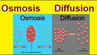 Diffusion vs Osmosis  Simple Explanation  2024 [upl. by Cockburn]