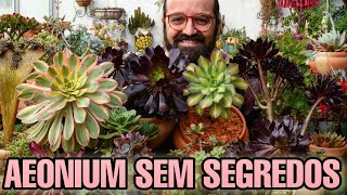 AEONIUM  Guia definitivo de cultivo dessas suculentas  MINHA COLEÇÃO [upl. by Geffner]