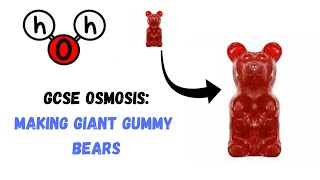 GCSE Biology  Osmosis making giant gummy bears [upl. by Ietta]