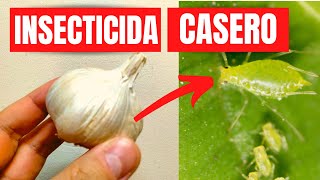 ✔️ COMO HACER el MEJOR INSECTICIDA CASERO para PLANTAS ECOLÓGICO y ECONÓMICO MATA PLAGAS con AJO [upl. by Anitsirhcairam37]