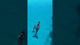 Watching whales swim through the bay whales australia fyp drone nature whalewatching [upl. by Ainesy]