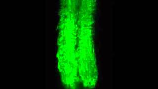 Astrocytic iGluSnFR calcium sensor Expression [upl. by Lledner509]